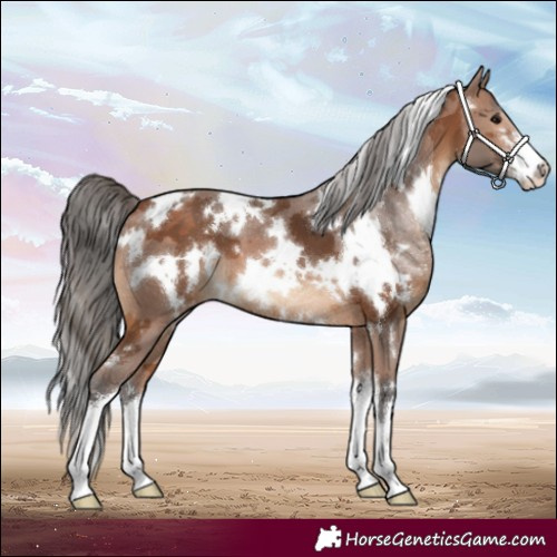 Horse Color:White Spotted Bay Merle Varnish 