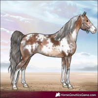 Horse Color:White Spotted Bay Merle Appaloosa 