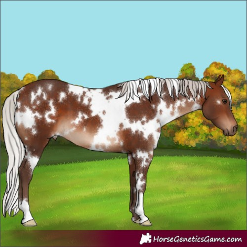 Horse Color:White Spotted Silver Brown
