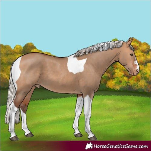 Horse Color:Silver Bay Dun Tobiano Appaloosa 