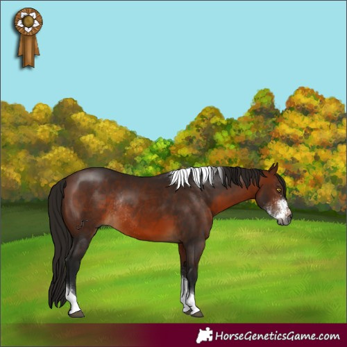 Horse Color:Gray Bay Sabino Tobiano Rabicano