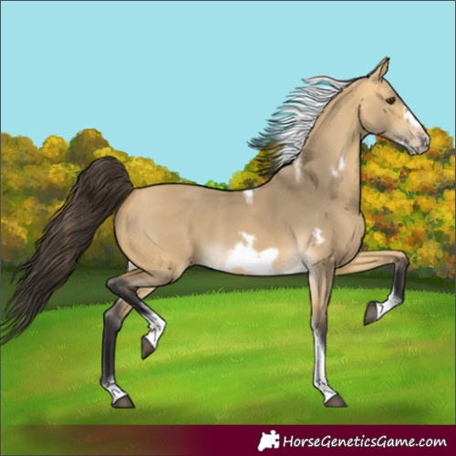 Horse Color:Buckskin Dun Tobiano Frame