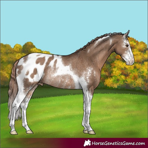 Horse Color:Liver Red Dun Sabino Tobiano Appaloosa Rabicano 