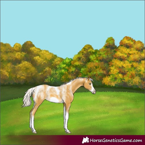 Horse Color:Powder White Silver Sable Cream Champagne Tobiano Frame