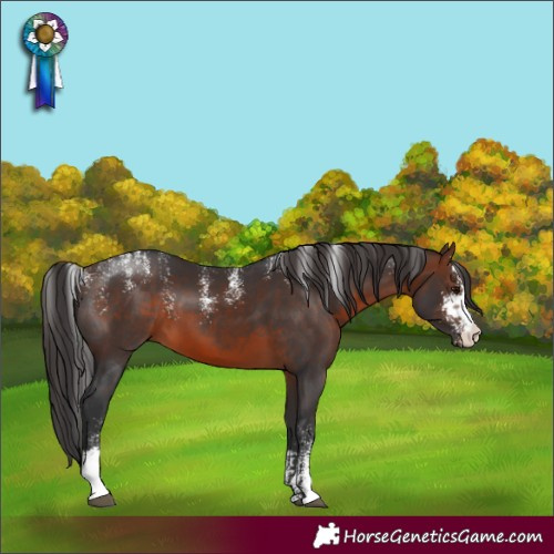 Horse Color:Powder White Brown Sabino