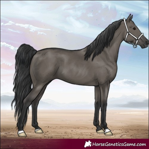 Horse Color:Grullo 