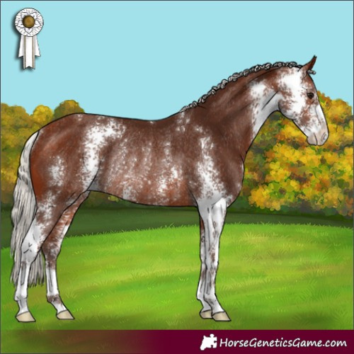 Horse Color:Silver Bay Sabino Rabicano 