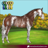 Horse Color:Silver Bay Sabino Rabicano 