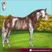 Horse Color:Silver Bay Sabino Rabicano 