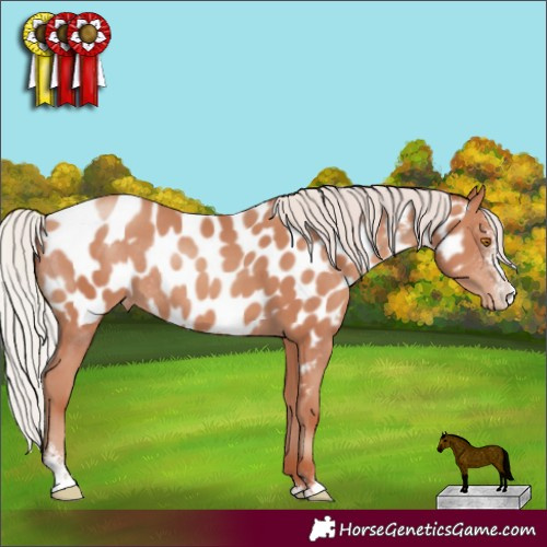 Horse Color:Silver Classic Champagne Sabino Appaloosa Rabicano