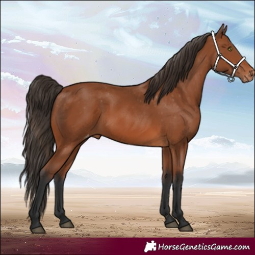 Horse Color:White Spotted Bay Appaloosa