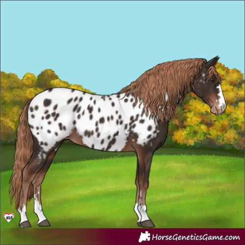 Horse Color:Liver Chestnut Near Leopard Rabicano