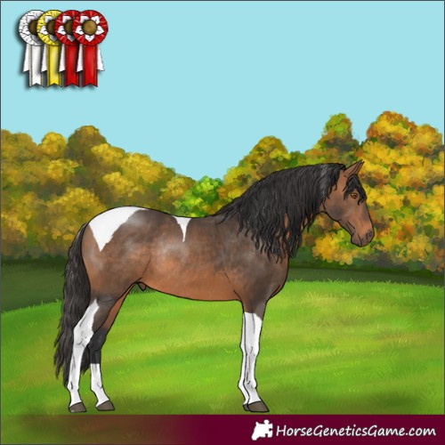 Horse Color:Bay Tobiano Rabicano