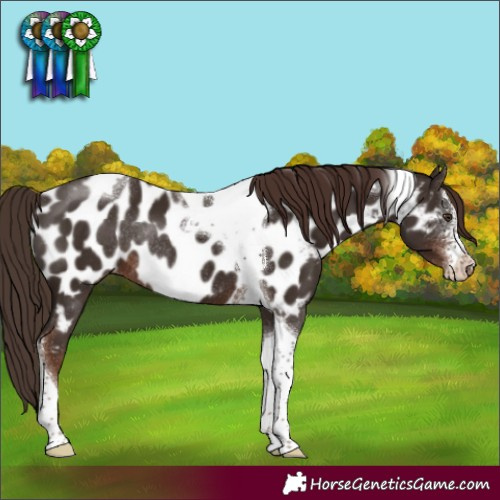 Horse Color:Liver Chestnut Sabino Tobiano Appaloosa Rabicano 