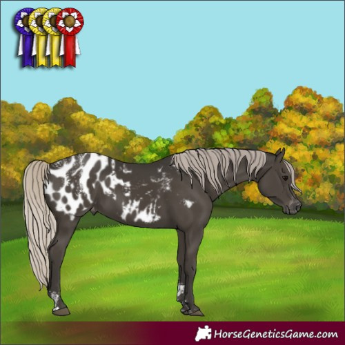 Horse Color:Powder White Gray Silver Smoky Black Appaloosa 