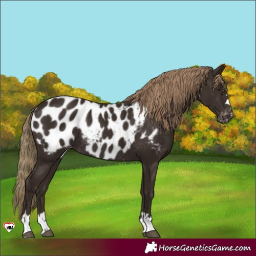 Horse Color:Liver Chestnut Blanket Rabicano