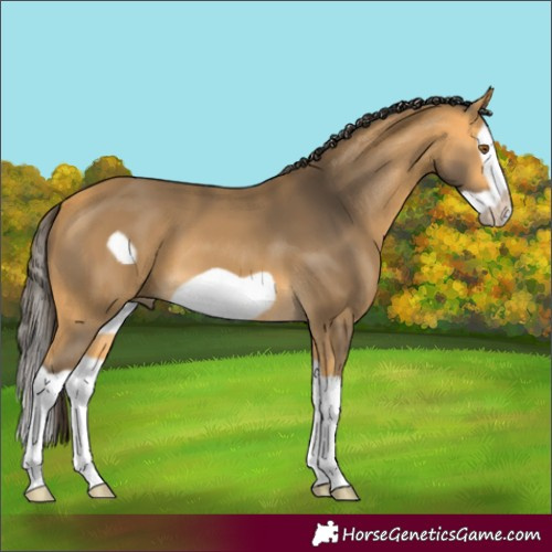 Horse Color:Buckskin Splash Frame 