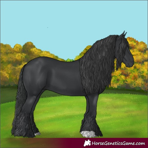 Horse Color:Black 