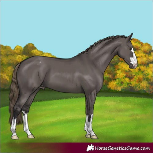 Horse Color:Smoky Grullo Appaloosa