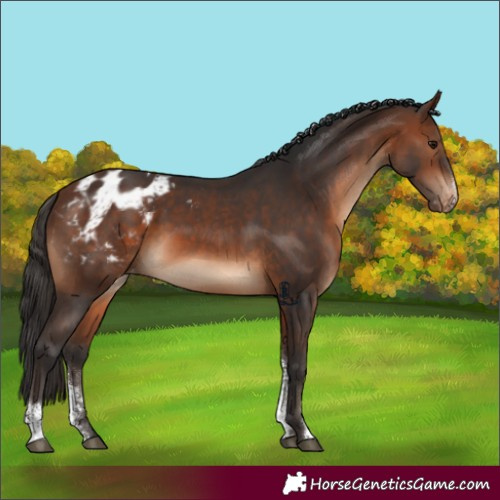 Horse Color:Unknown 