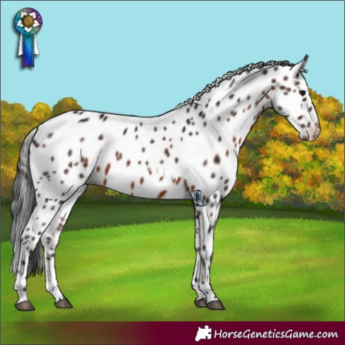 Horse Color:Brown Appaloosa