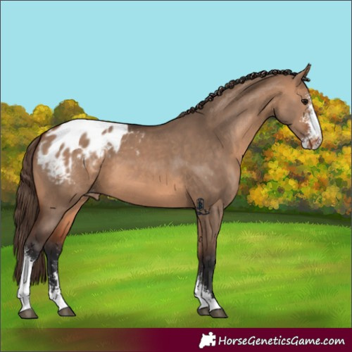 Horse Color:Bay Dun Sabino Appaloosa