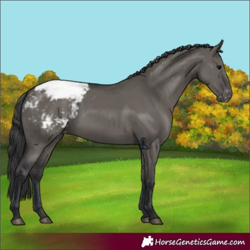 Horse Color:Unknown 
