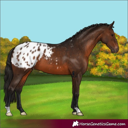 Horse Color:Unknown 