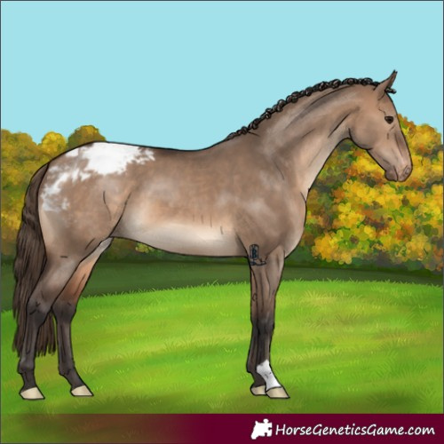 Horse Color:Brown Dun Appaloosa
