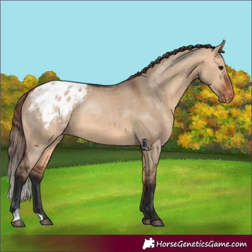 Horse Color:Unknown 