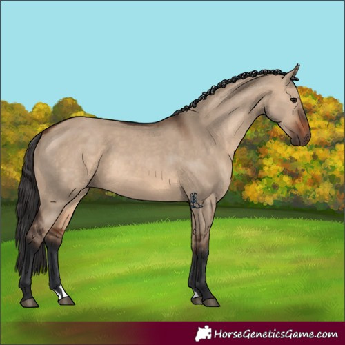 Horse Color:Unknown 