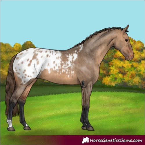 Horse Color:Bay Dun Appaloosa Brindle