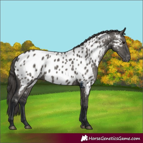 Horse Color:Grullo Appaloosa
