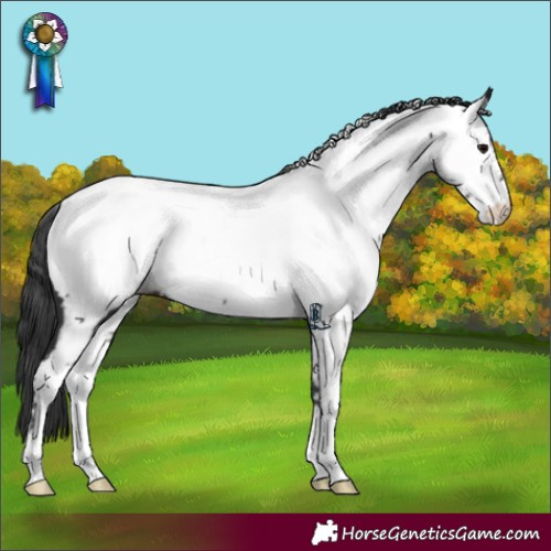 Horse Color:Black Appaloosa