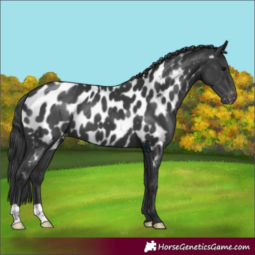 Horse Color:Black Appaloosa 