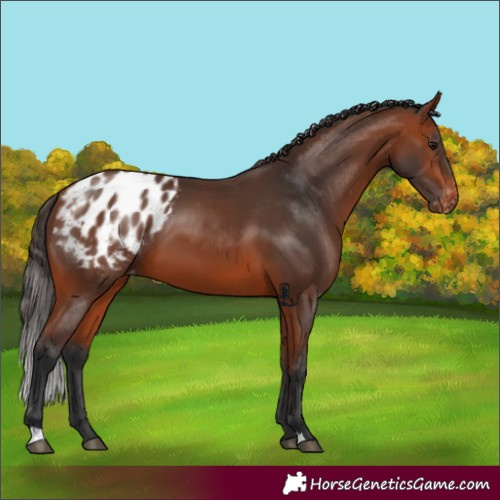 Horse Color:Bay Appaloosa 