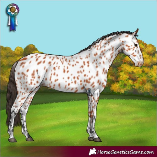 Horse Color:Bay Appaloosa