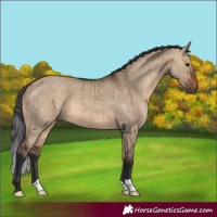 Horse Color:Brown Dun Brindle 