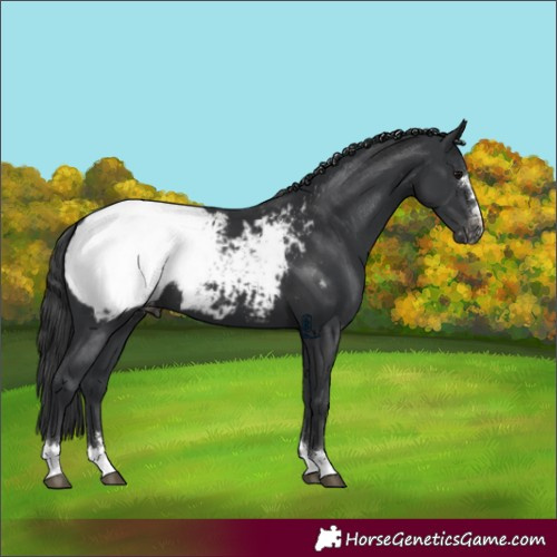 Horse Color:Black Appaloosa 