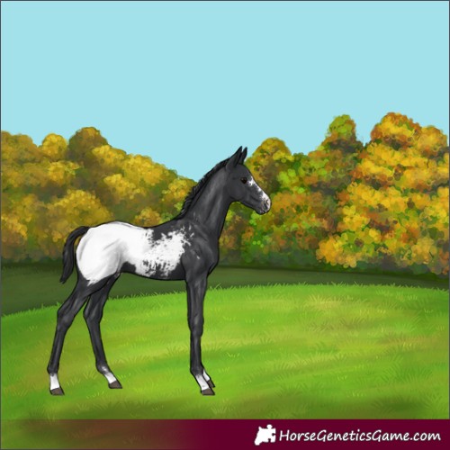 Horse Color:Black Appaloosa