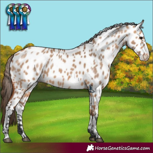 Horse Color:Bay Dun Appaloosa