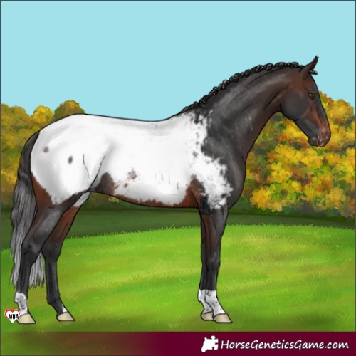 Horse Color:Brown Appaloosa Rabicano 