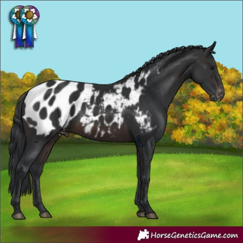 Horse Color:Brown Appaloosa Rabicano 