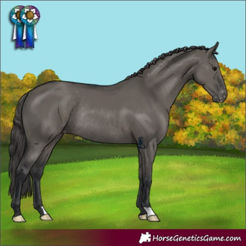 Horse Color:Grullo Appaloosa Rabicano