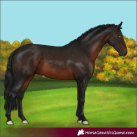 Horse Color:Gray Brown Rabicano 