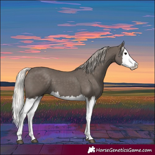 Horse Color:Silver Black Splash