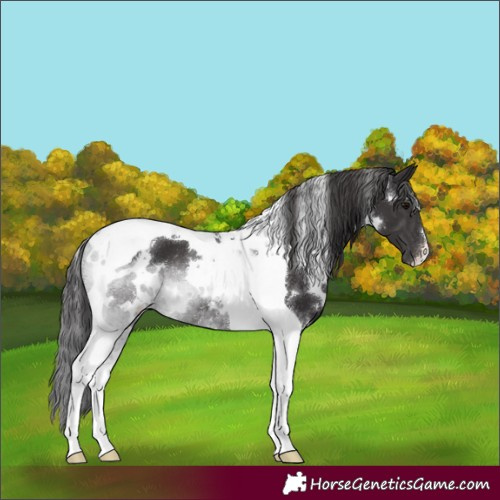 Horse Color:White Spotted Smoky Black Tobiano 