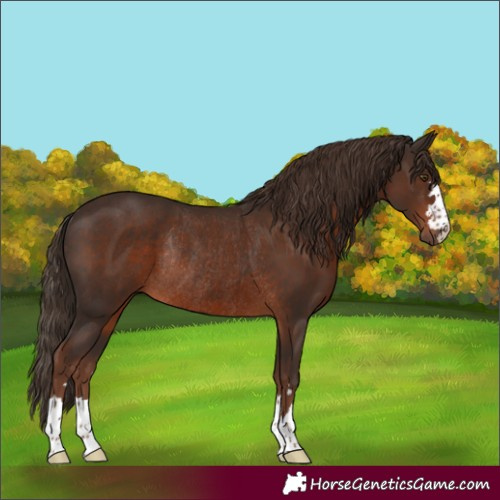 Horse Color:Liver Chestnut Rabicano 