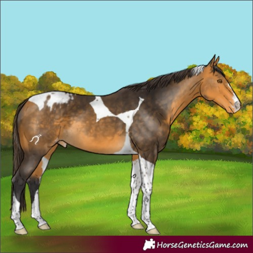 Horse Color:Buckskin Tobiano Appaloosa 
