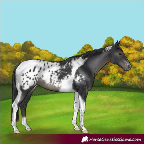 Horse Color:Black Tobiano Appaloosa Rabicano 